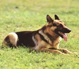 Adestramento de cães em Cabo Frio